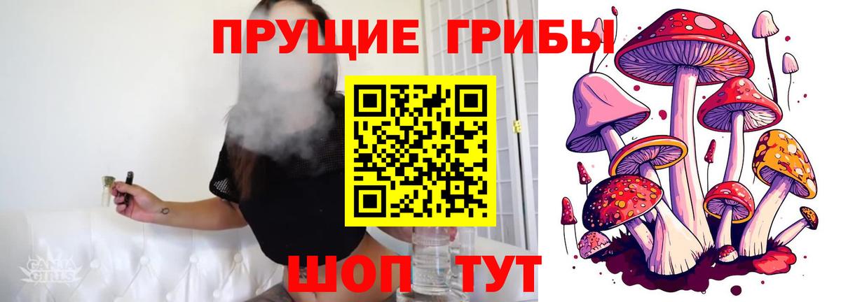 Галлюциногенные грибы Psilocybe Сунжа